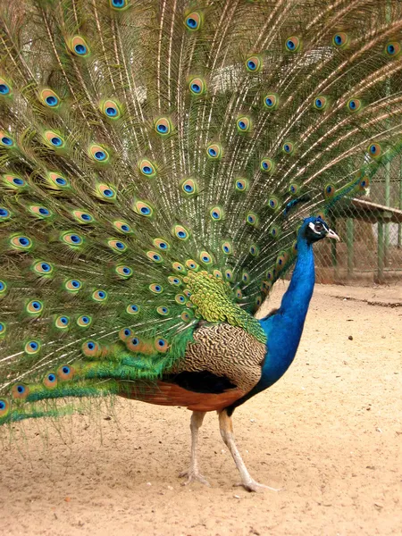 Peacock with flowing tail, profile — Stock Photo, Image