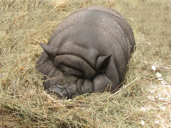 Iso lihava sika — kuvapankkivalokuva
