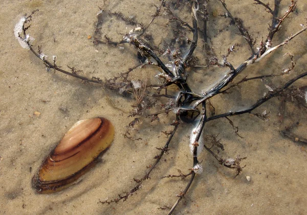 stock image Shells on the coastal sand