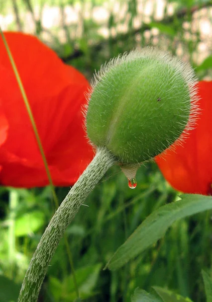 Bud red poppy with a drop of dew — Stock Photo, Image