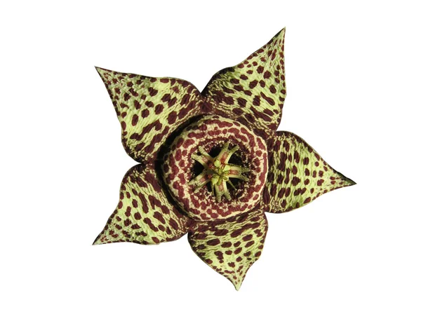Сувора ізоляція квітки кактуса — стокове фото