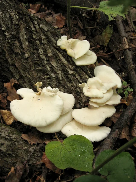 Cogumelos brancos em um toco — Fotografia de Stock