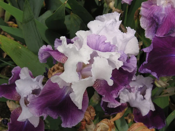 stock image Lilac flower iris