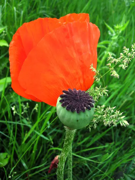 Flower and bud poppy — Stock Photo, Image