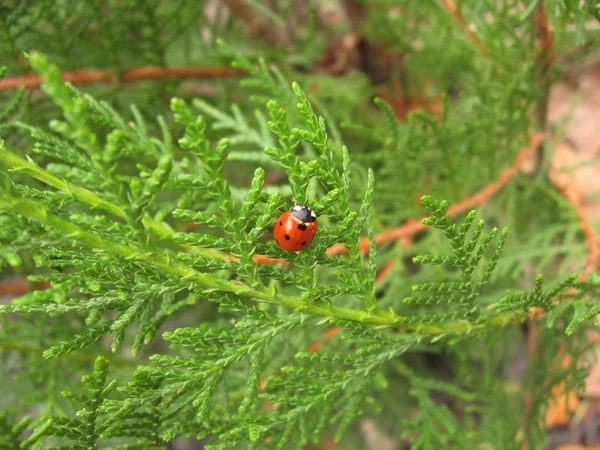 stock image Ladybird