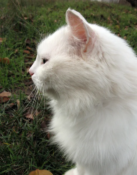 Gato fofo branco, perfil — Fotografia de Stock