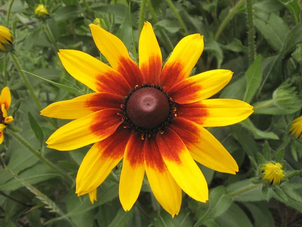 Jasny żółty kwiat — Zdjęcie stockowe
