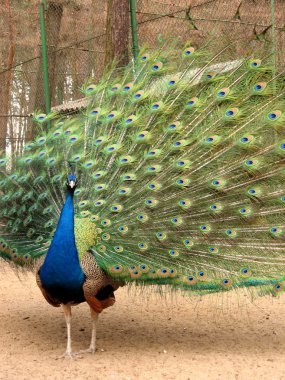 Peacock with flowing tail clipart