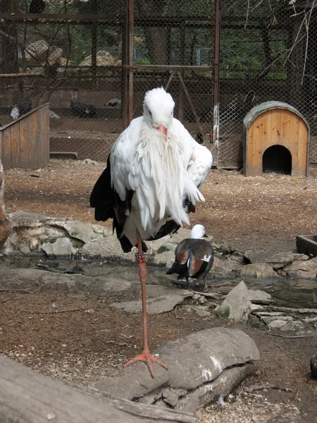 One-legged stork — Stock Photo, Image