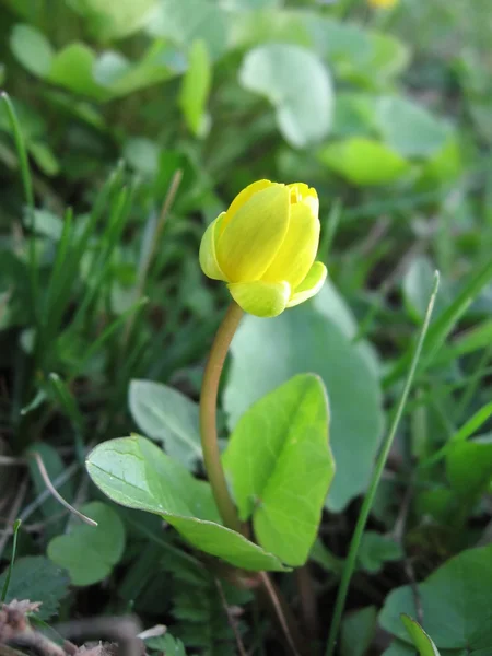 Small yellow flower in the spring — Stock Photo, Image