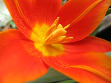 Orange tulip