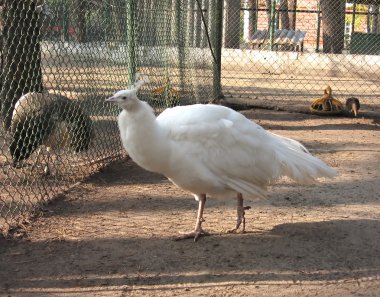 Beyaz Dişi albino tavuskuşu