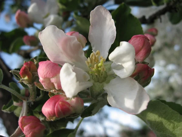 White-pink flower apple — Stock Photo, Image