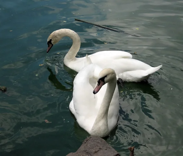 Two white swans on the pond — Stock Photo, Image