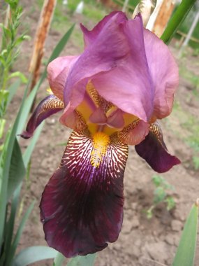 Pembe çiçek iris