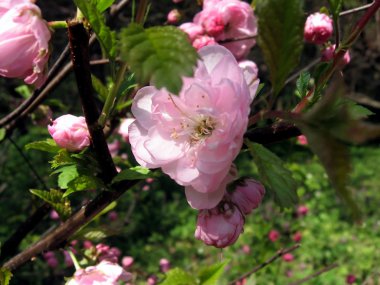 Pembe çiçek briar