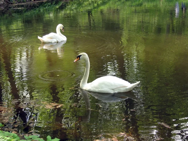Two white swans swims in the water — Stock Photo, Image