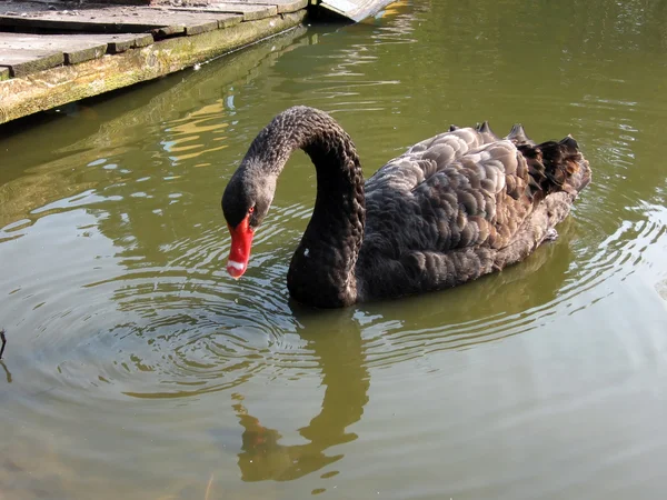 Black swan swims in the water — Stock Photo, Image