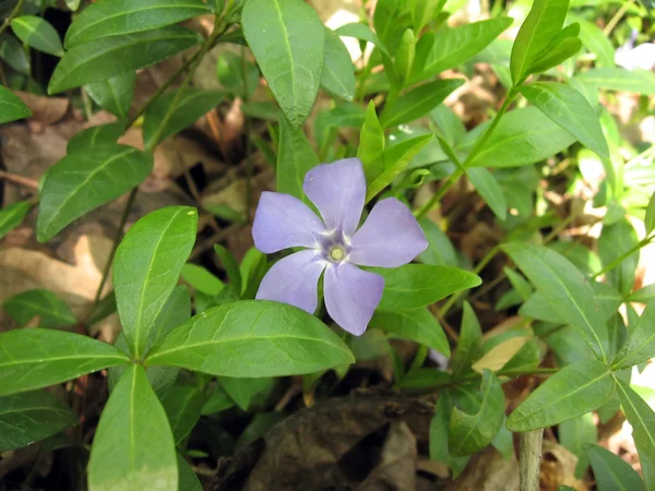 Lilac flower periwinkle — Stock Photo, Image
