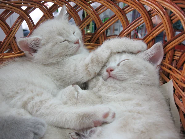 Γκρι γατάκι που κοιμάται στο καλάθι — Φωτογραφία Αρχείου