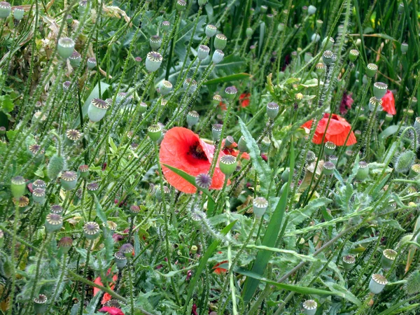 Field poppies — Stock Photo, Image