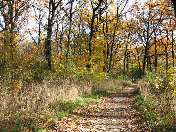Goldener Herbst im Wald — Stockfoto