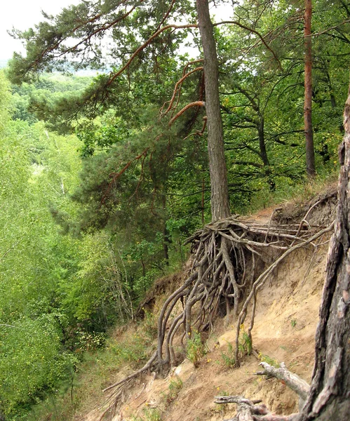 stock image Pine over a cliff