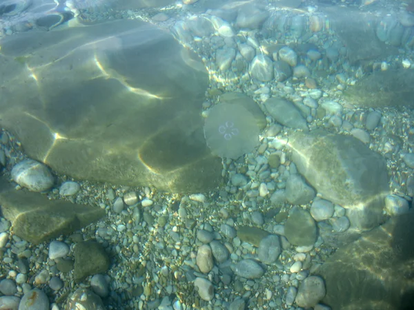 Медузы на фоне камней — стоковое фото