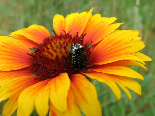 明るい花の大きいカブトムシ — ストック写真