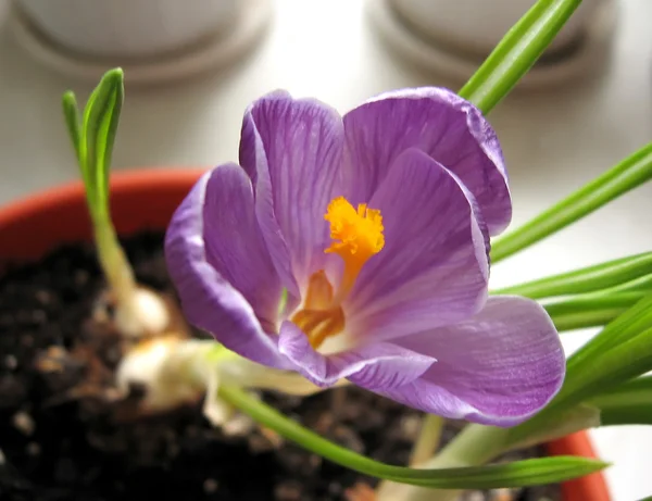 stock image Lilac flower crocus