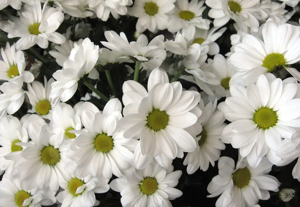 Weiße Chrysanthemen, Hintergrund — Stockfoto