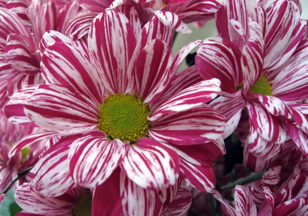 粉红色的菊花背景 — 图库照片