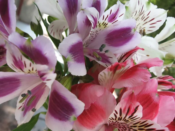 Achtergrond van de bloemen alstroemerias — Stockfoto