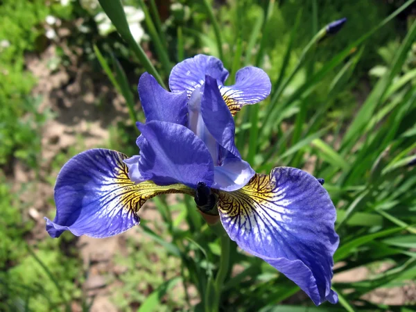 Blue flower iris — Stock Photo, Image