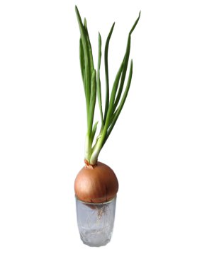 Green onion grow in the glass clipart