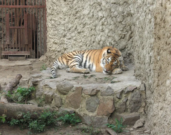 Tigre en un zoológico —  Fotos de Stock