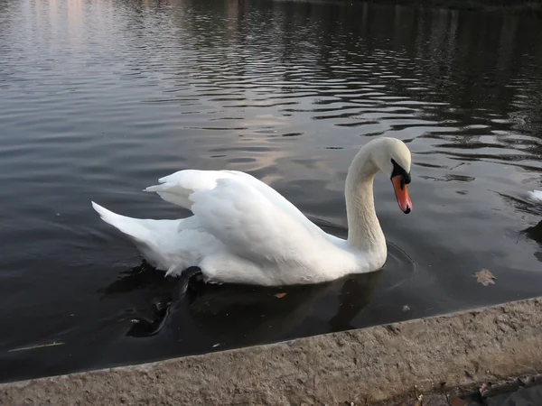 White swan swims in the water — Stock Photo, Image