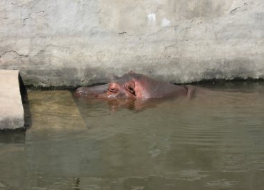 Hippo in the water clipart