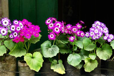 Violetes