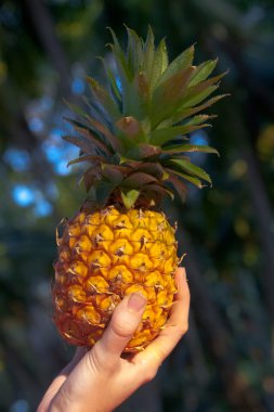 ananas tropikal arka planda