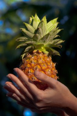 ananas tropikal arka planda