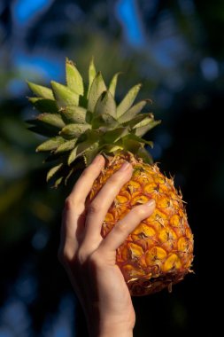 ananas tropikal arka planda