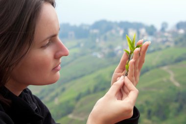 Darjeeling çay