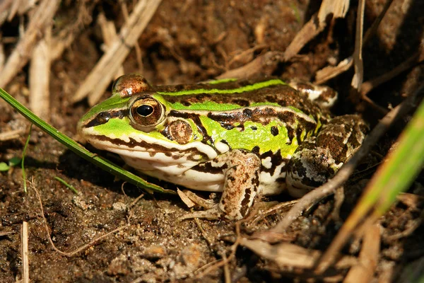 Frog — Stock Photo, Image