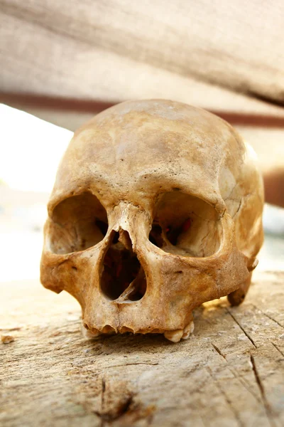 Cráneo 1 — Foto de Stock