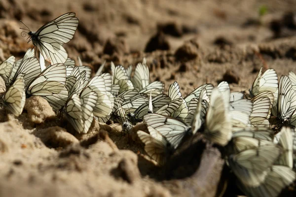 Kelebekler — Stok fotoğraf