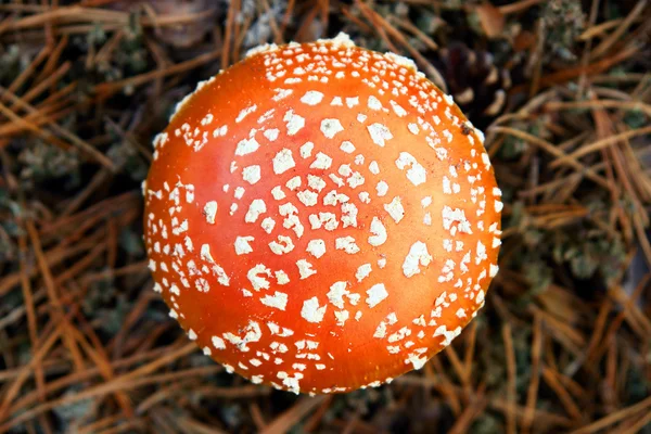 Fly agaric — Stock Photo, Image