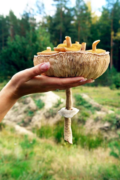Mushroom bowl — Stock Photo, Image
