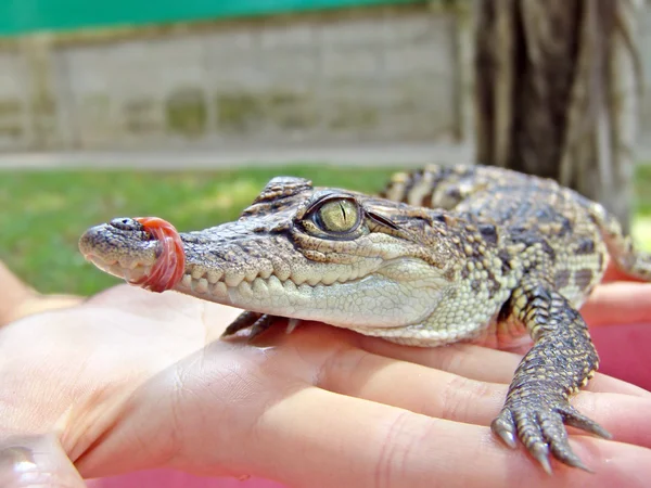 stock image Baby crocodile