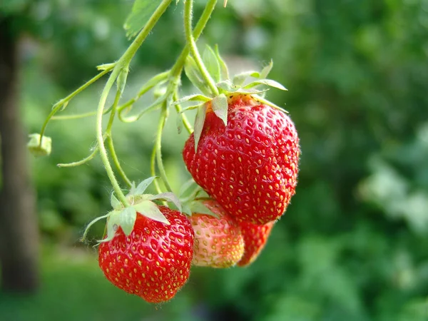 Erdbeere 2 — Stockfoto